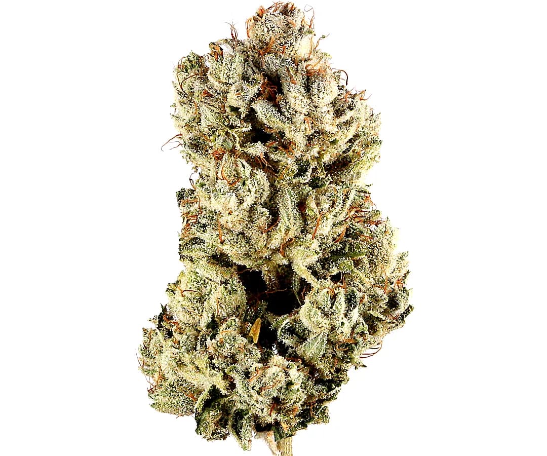 GG4 Shake