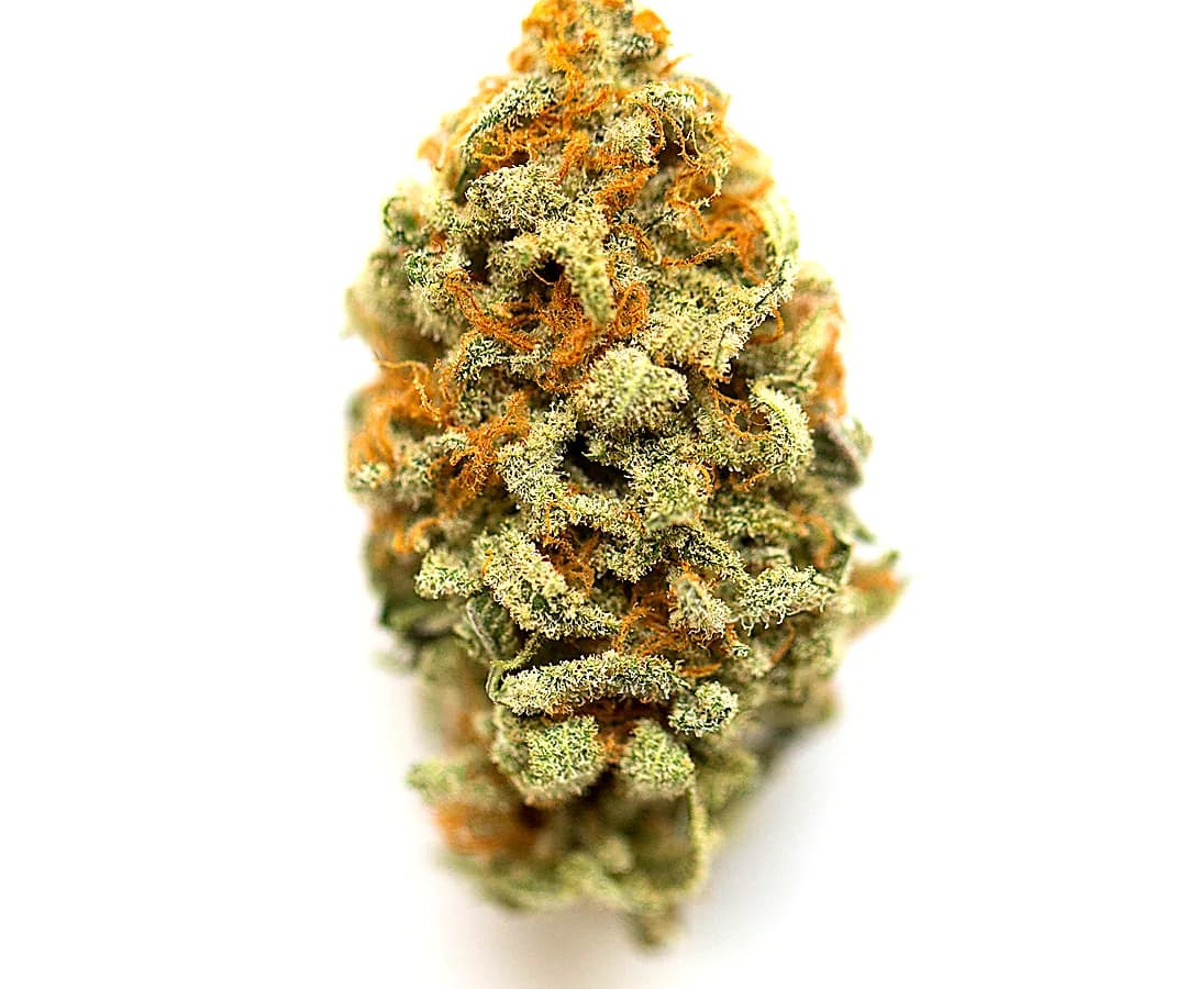 GMO