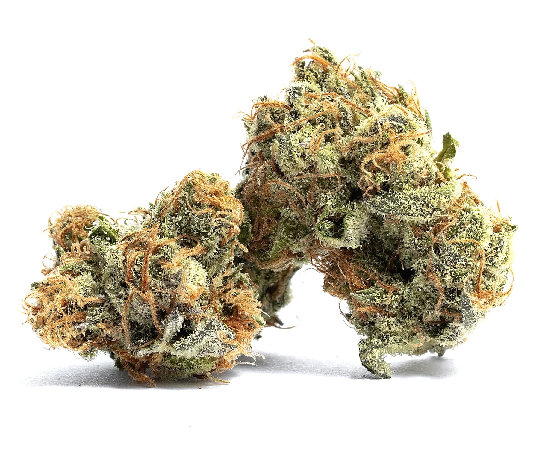 Gelato 41 — 1g