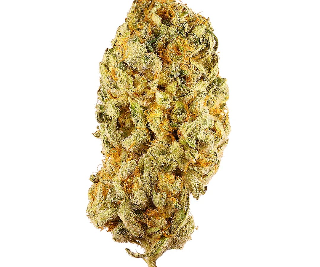 Jack Herer — 1g
